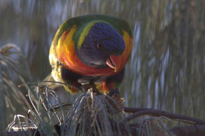 a rainbow lorikeet